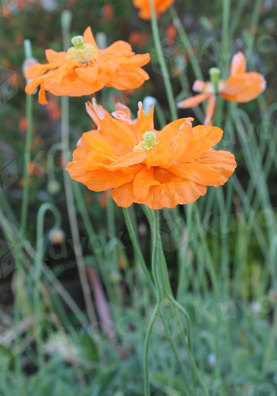 Amapola
