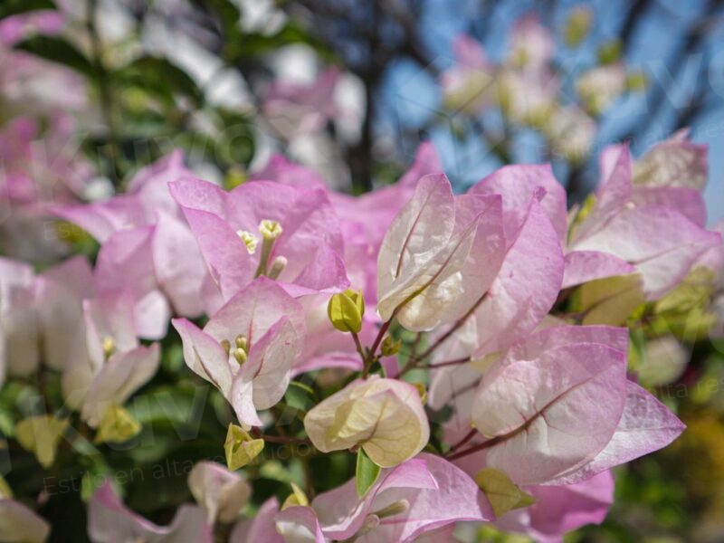 Flor bugambilia rosada