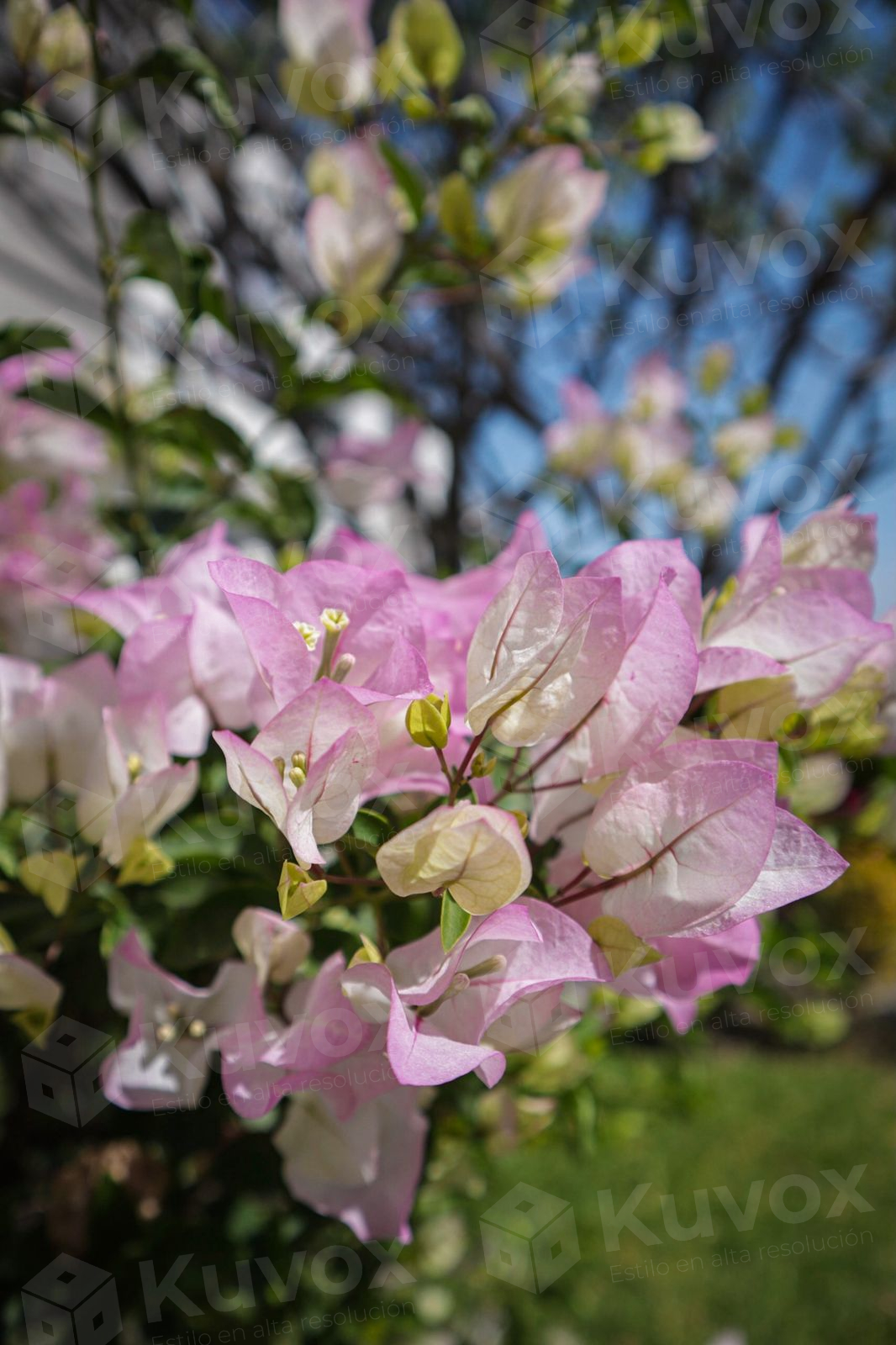 Pink bugambilia flower