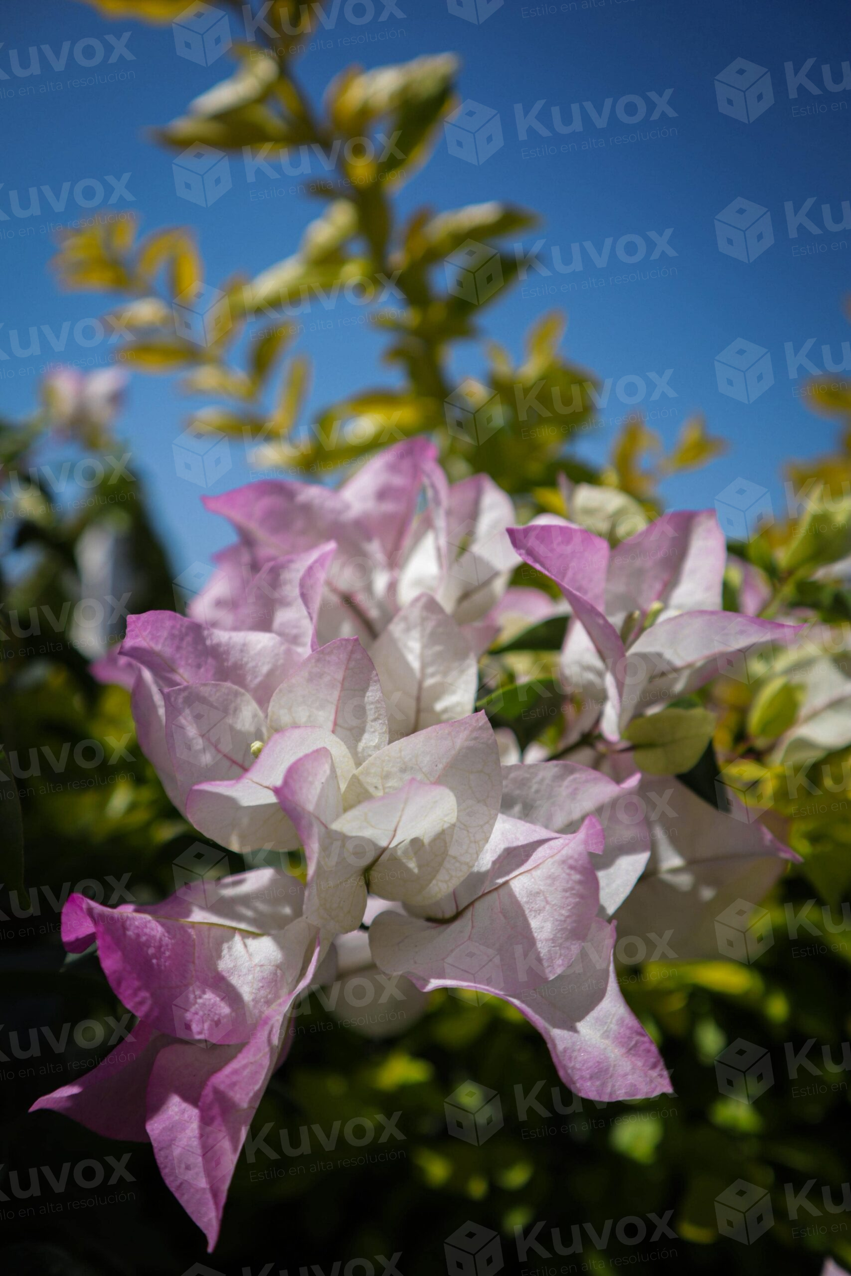 Violet bougainvillea flower