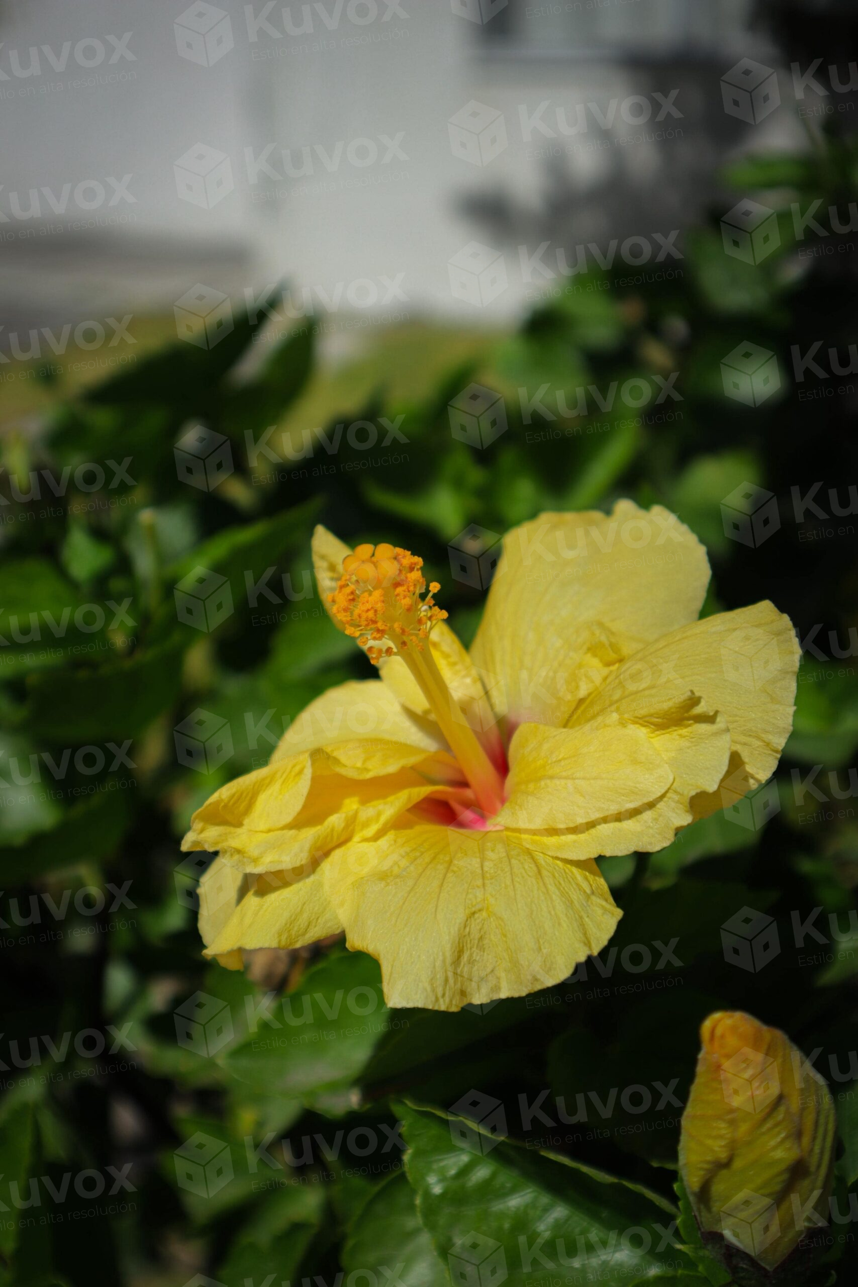 Flor de hibisco