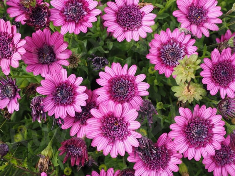 Flores color fucsia