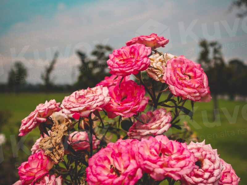 Flores rosas