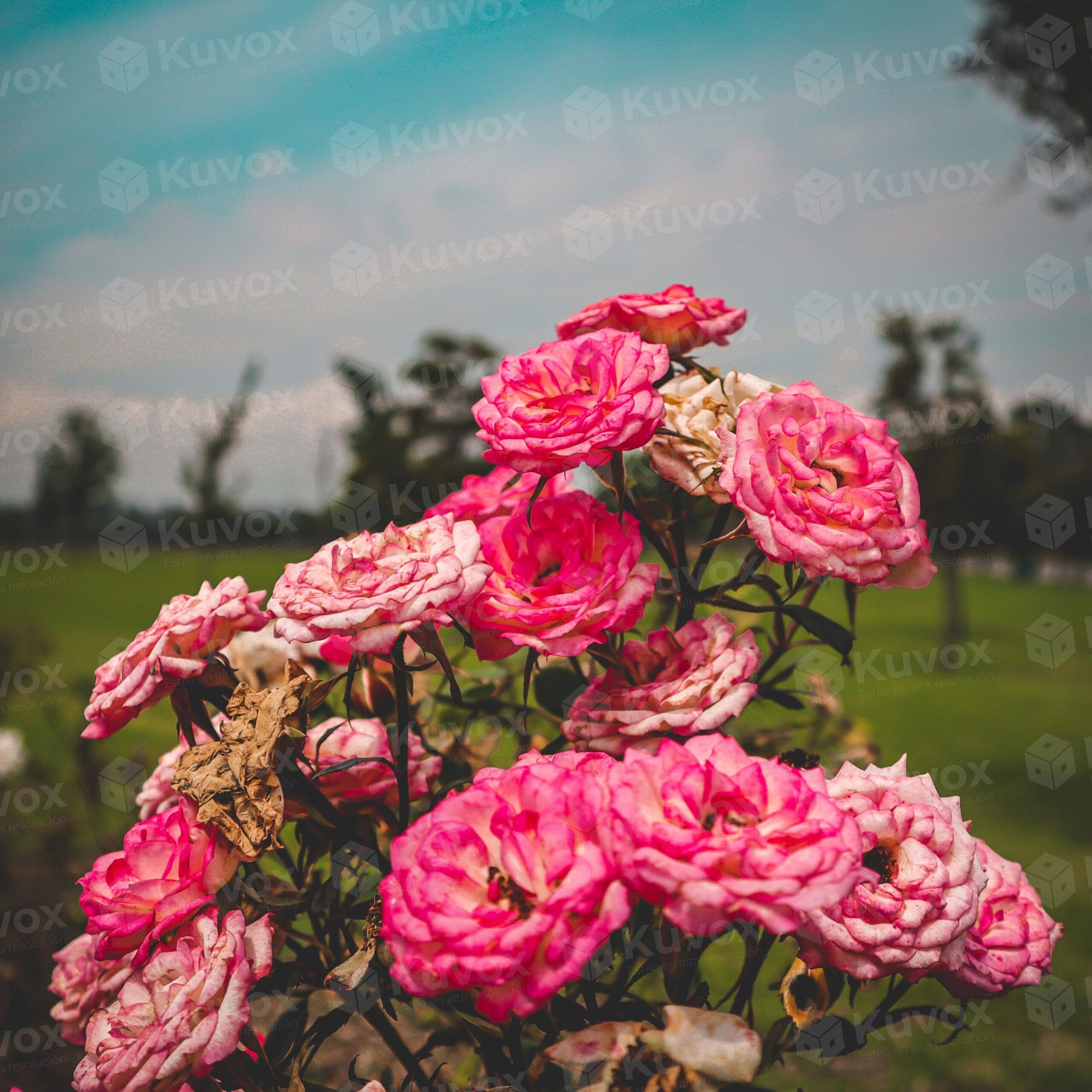Flores rosas