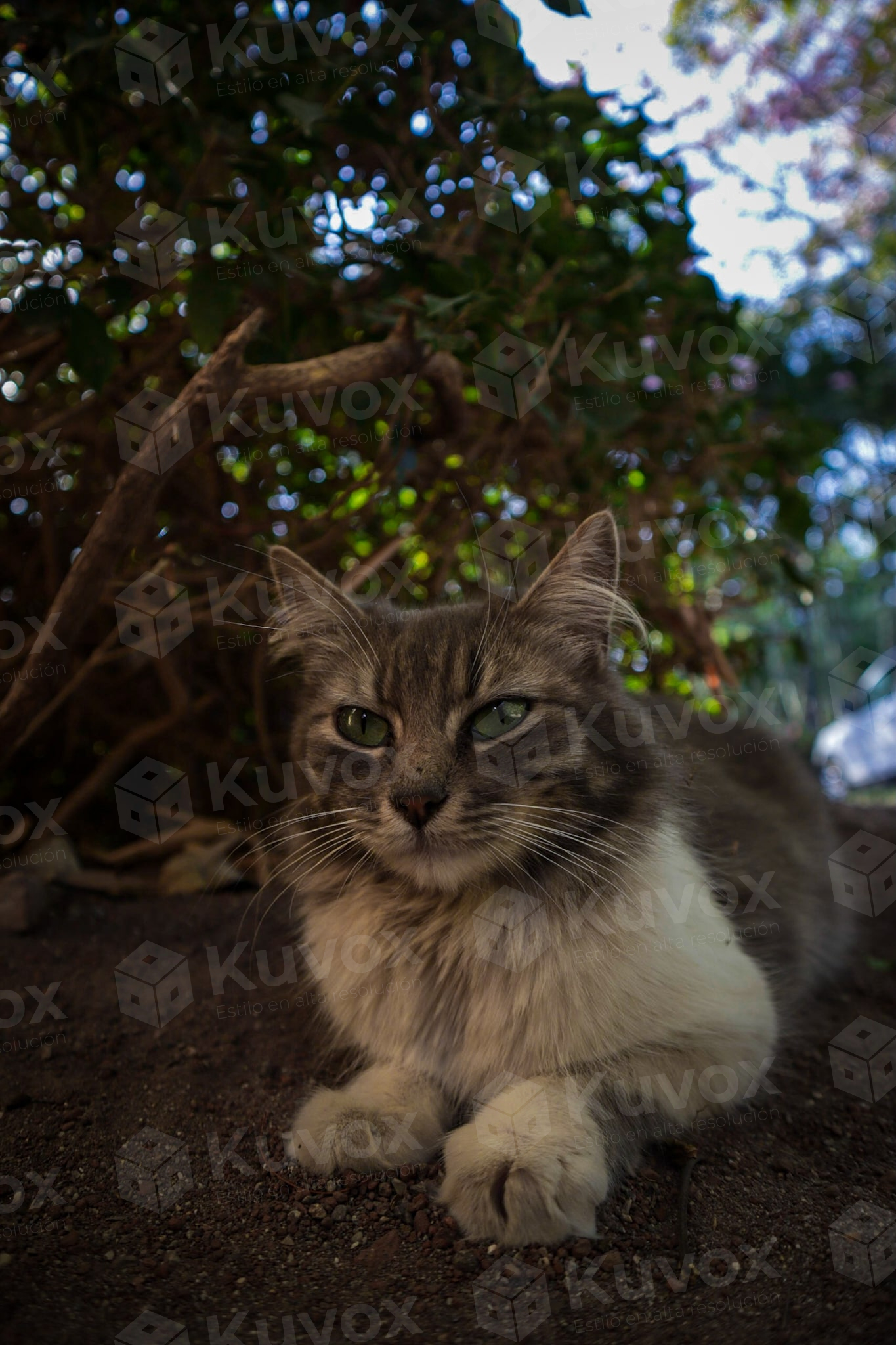 Gato