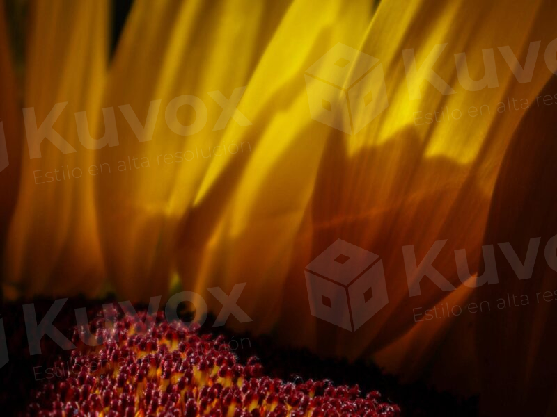 Girasol