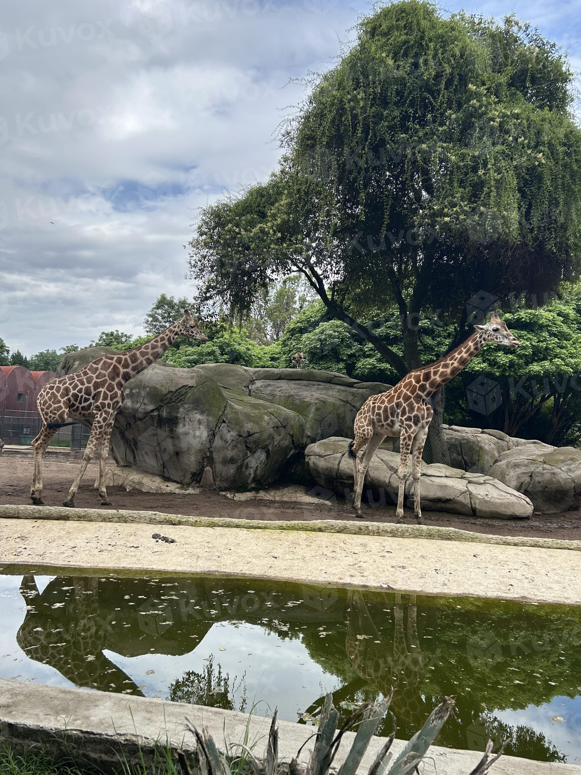 Giraffes in the zoo
