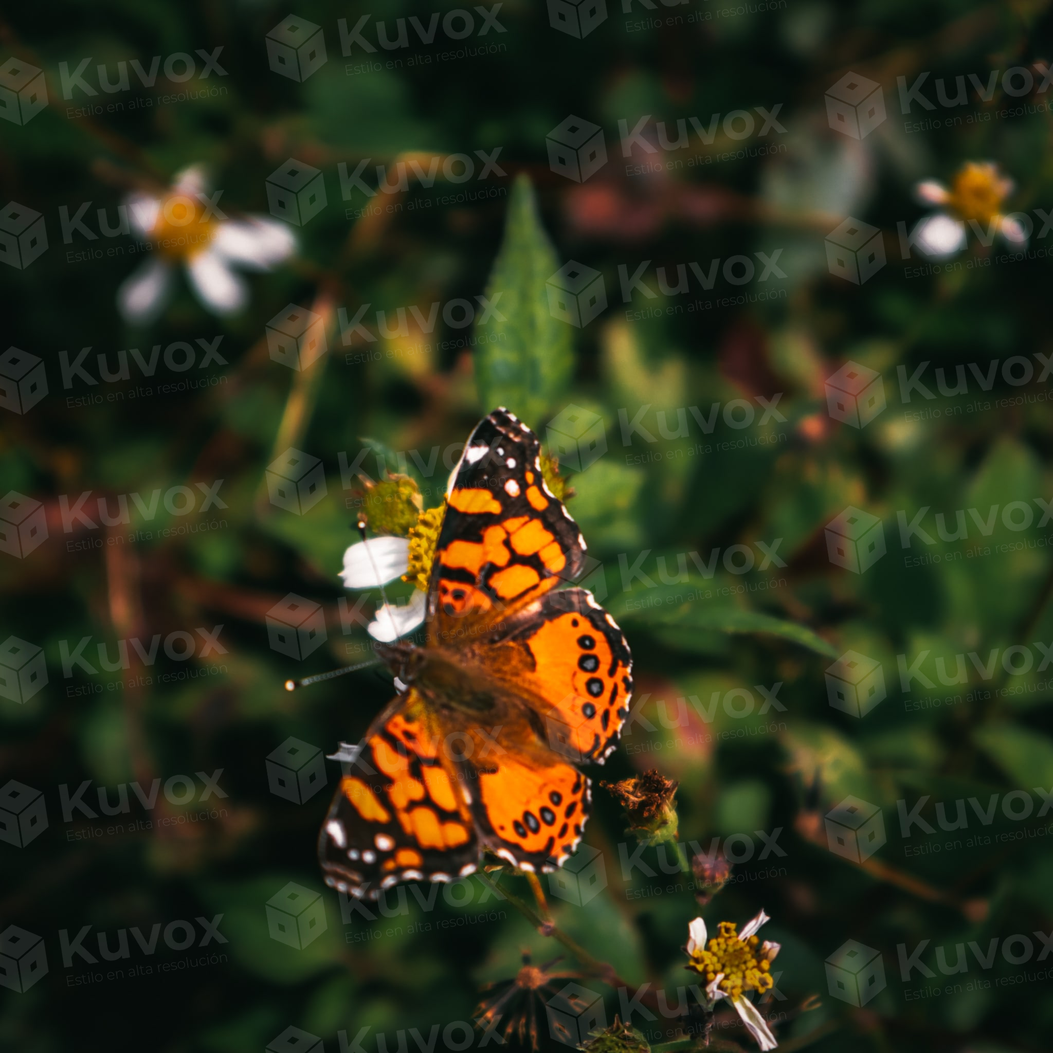 Mariposa monarca