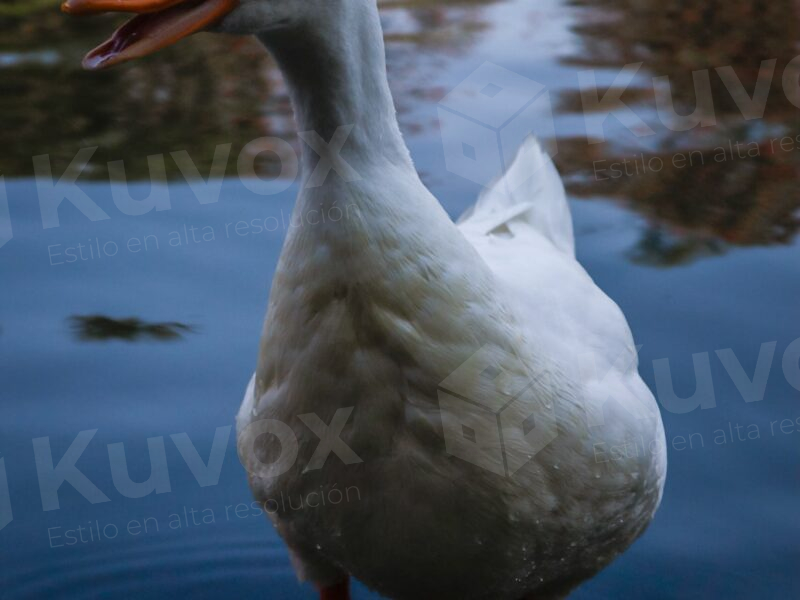 Pato blanco
