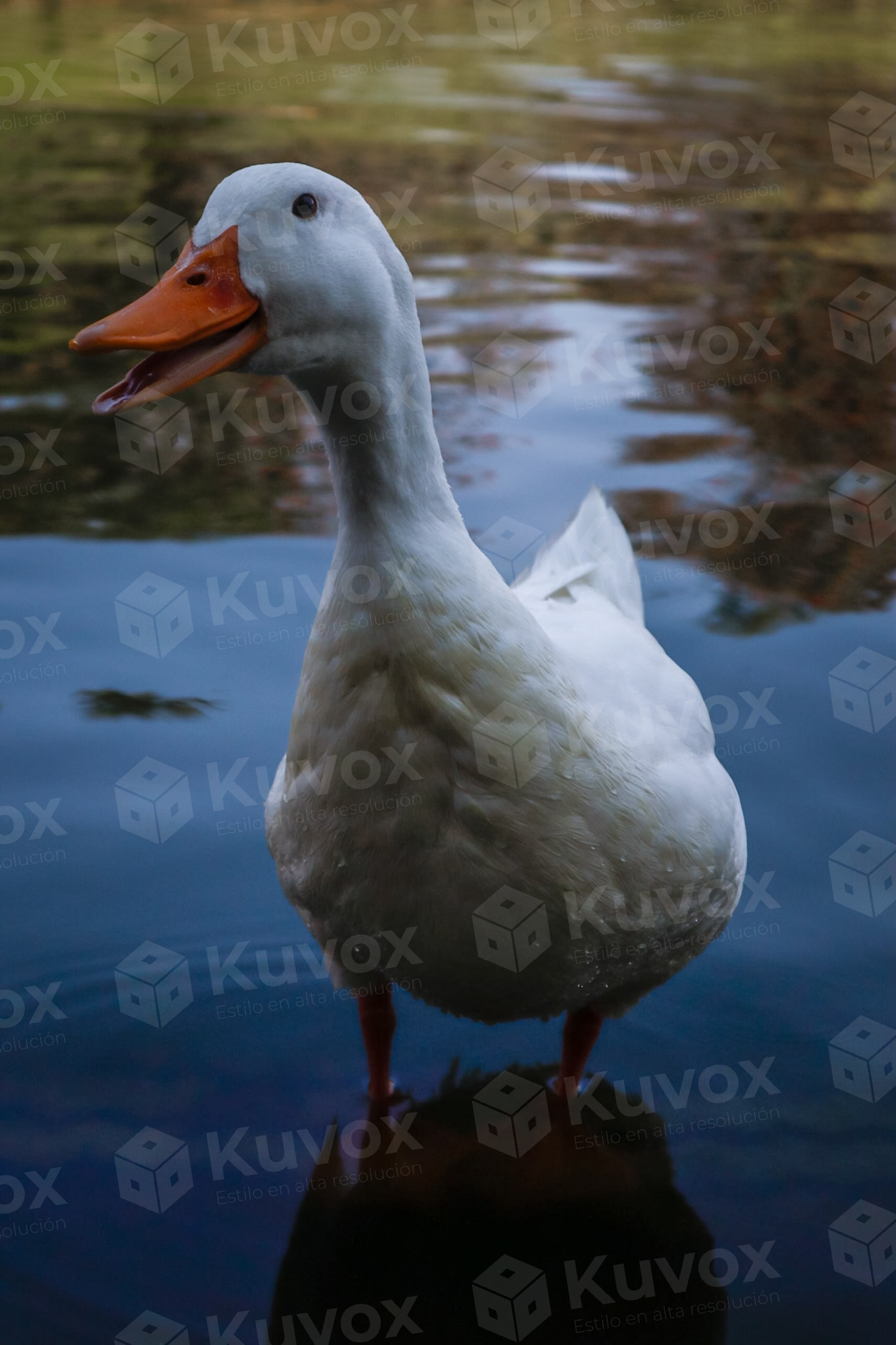 Pato blanco