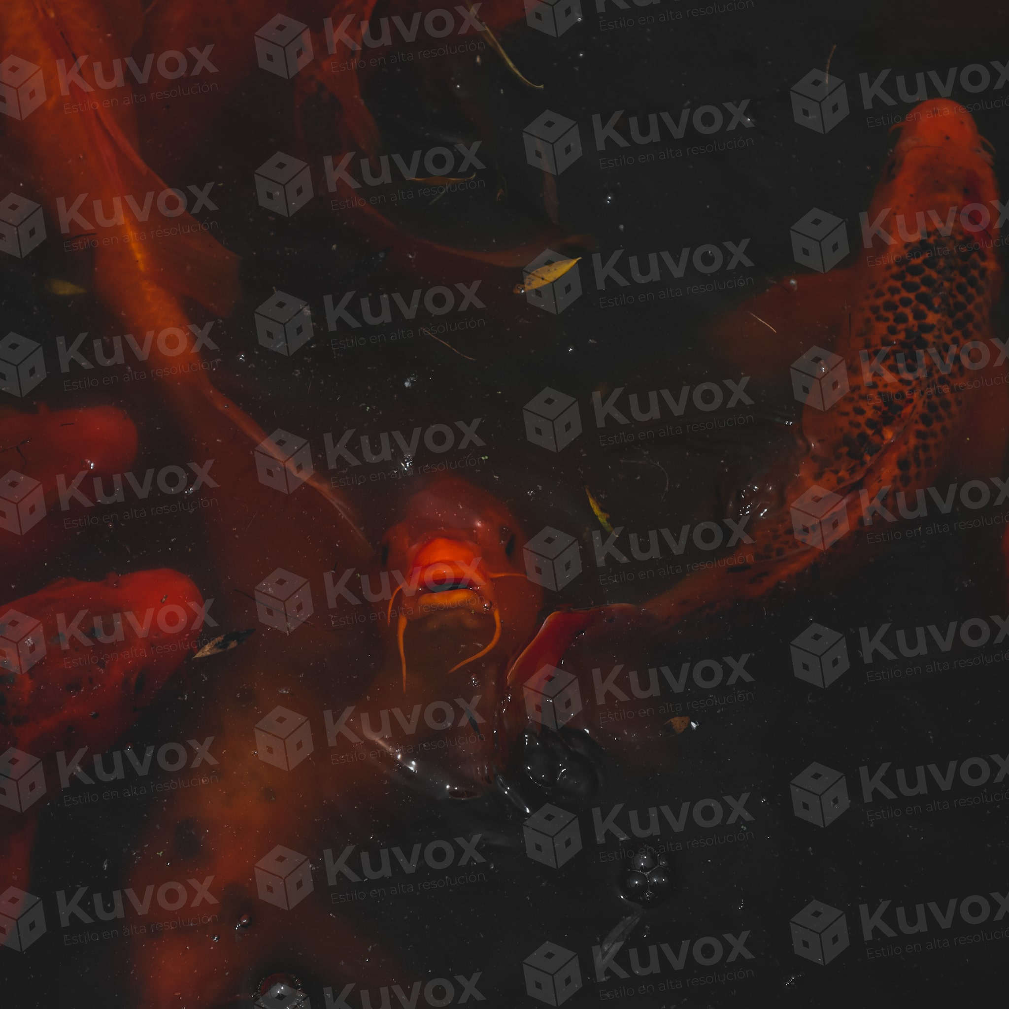 Peces koi