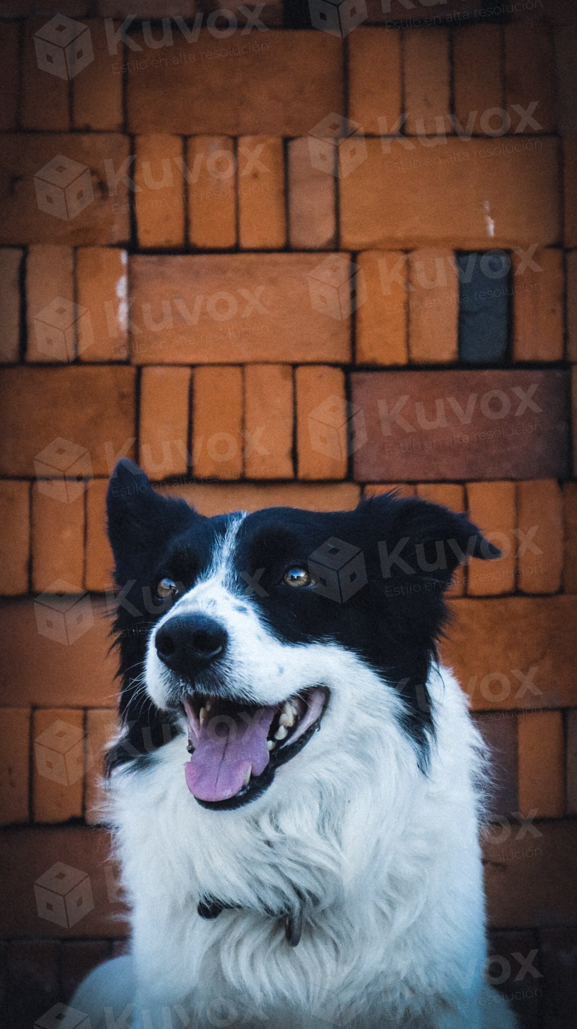 Border collie dog