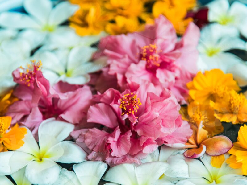Variedad de Flores