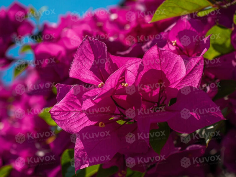 Bugambilias en flor