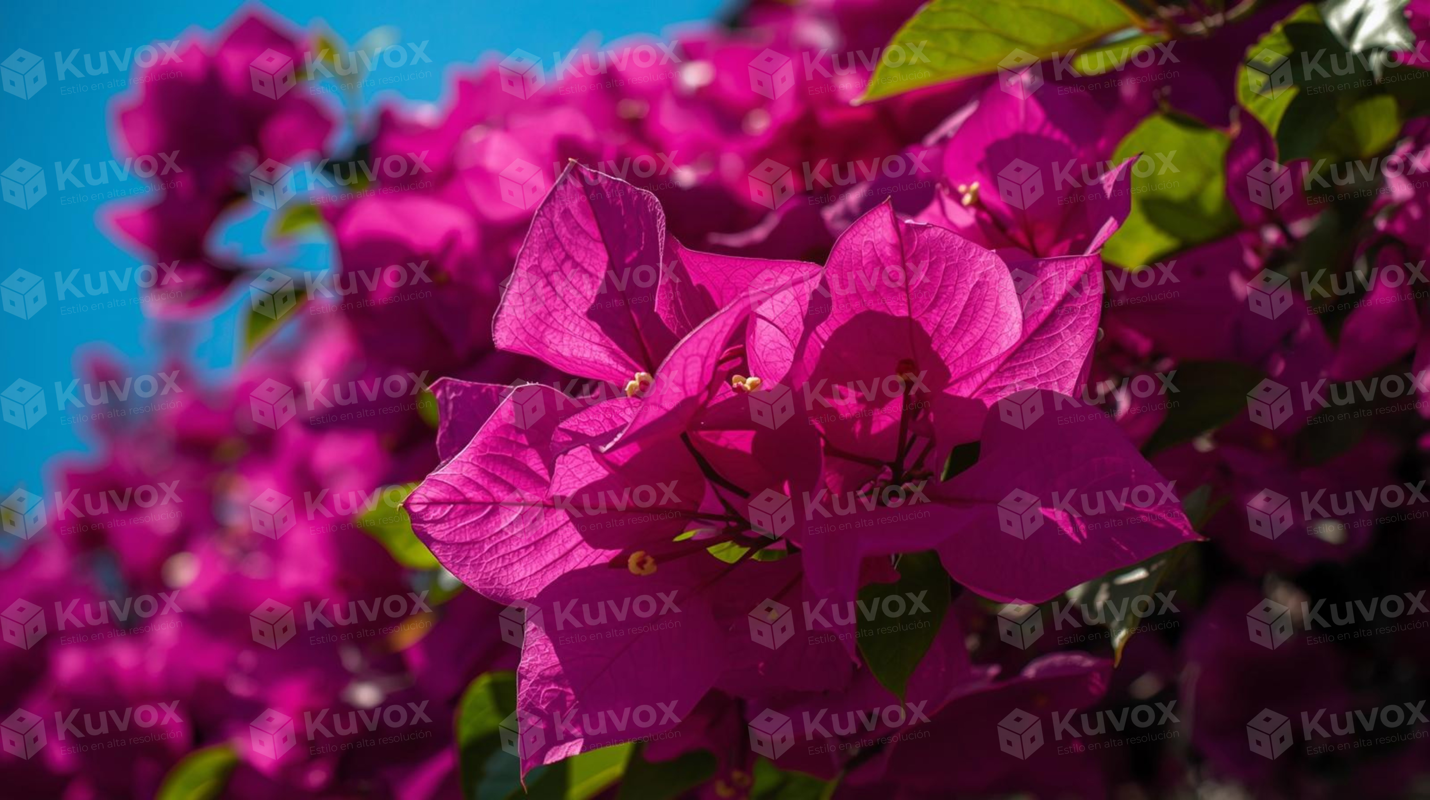 Bugambilias en flor